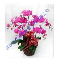 武漢綠植花卉租擺 木本植物產(chǎn)品與苗木種植的完美結(jié)合