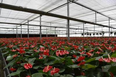 2021年全國(guó)花卉產(chǎn)銷(xiāo)形勢(shì)深度剖析 盆栽植物與苗木種植產(chǎn)業(yè)發(fā)展報(bào)告