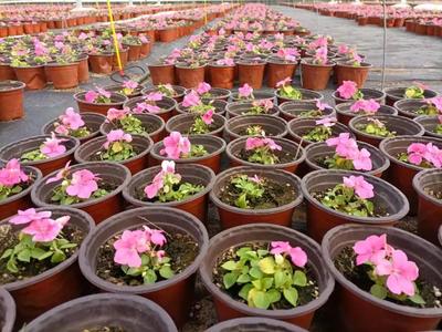 玉灃花卉現(xiàn)代農(nóng)業(yè)產(chǎn)業(yè)園 60萬(wàn)盆鮮花濃情綻放，苗木種植助推產(chǎn)業(yè)升級(jí)