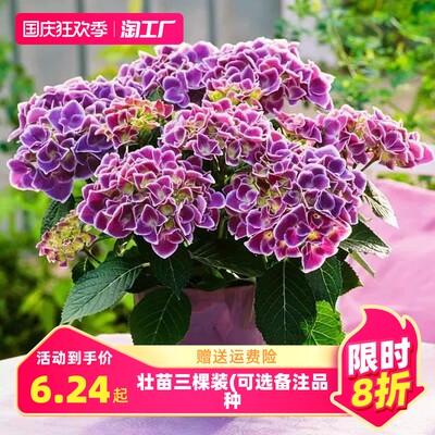 網購花卉，一觸即達 探索綠意盎然的消費新潮流